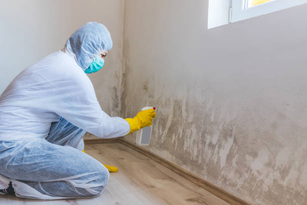 Licensed Basement Mold Removal service in Mantua, NJ - WQB Mold Removal