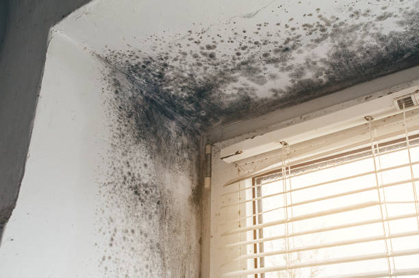 Affordable Basement Mold Removal solutions in Mantua, NJ